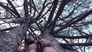 Fun times in a tree