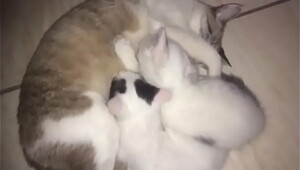 hot young cats sucking PROPRIA MOTHER